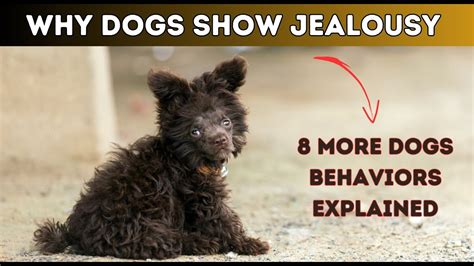 do dogs show jealousy